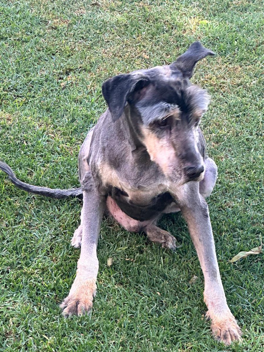 sandra_ov's tweet photo. Seguimos buscando a CHOCO ! 
Este schnauzer gigante de 14 años se escapó de casa por la Colonia La Paz y su familia está desesperada. 
Se ofrece recompensa a quien lo regrese.
Inf. al ☎️ 222 536 2262
RT hasta que aparezca. https://t.co/jPJK0vRYYs