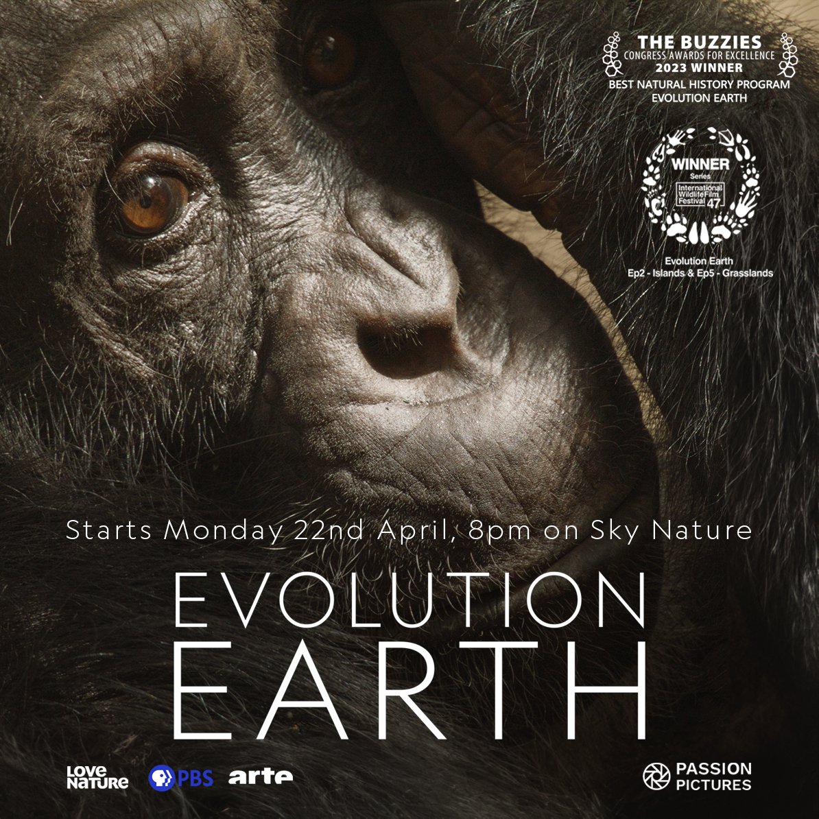 I had the absolute privilege of directing a shoot for #EvolutionEarth filming these remarkable great apes with the equally amazing @JillPruetz. Very important & special group of primates that show us a rare glimpse into our own species evolution #EarthDay2024.Out today! #chimps🐵