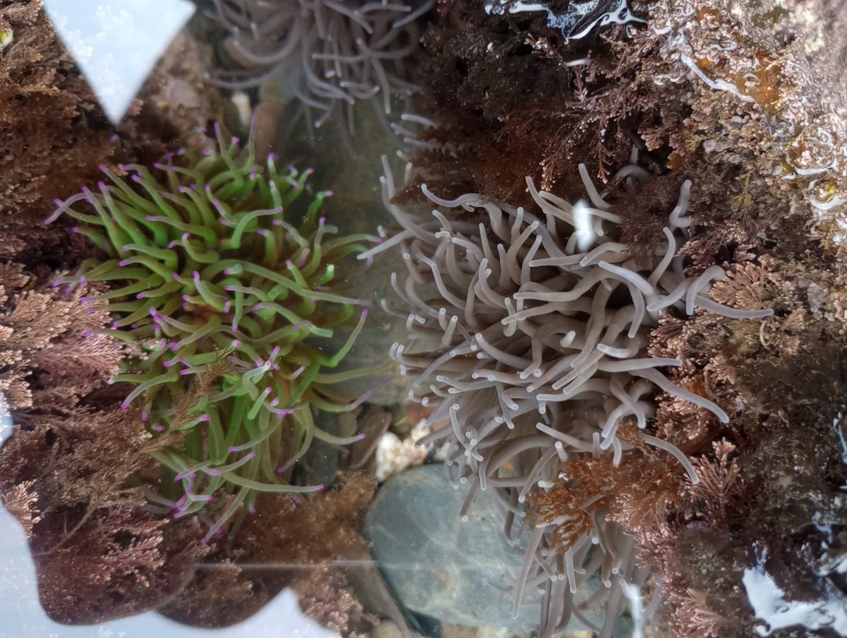 Nicola Foster tweet media