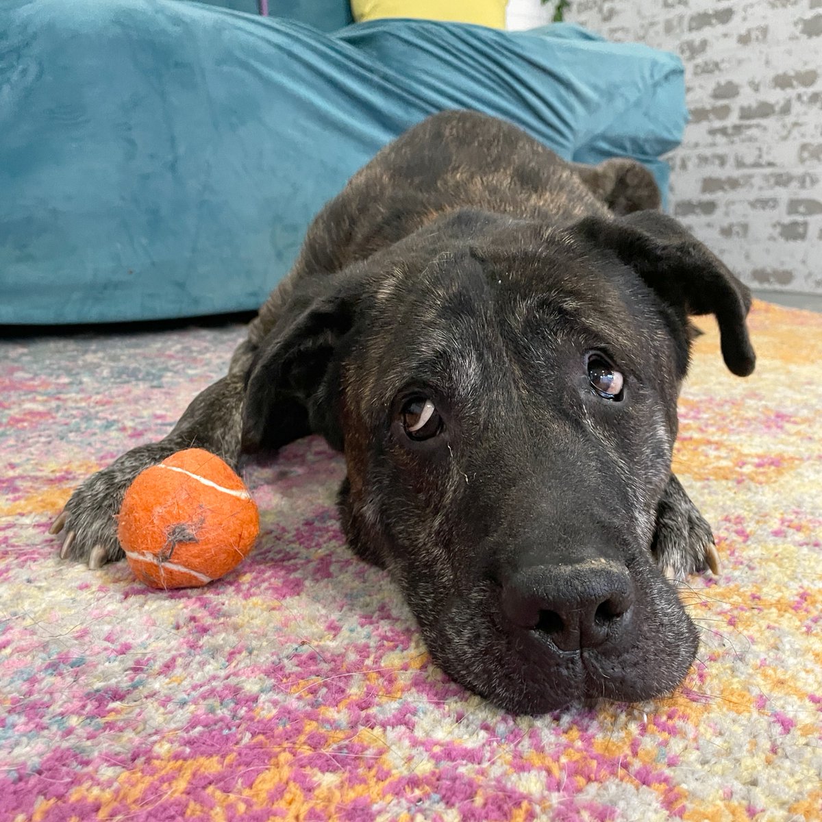 Puppy dog eyes alert 🚨 Meet Miss Panama, a charming seven-year-old seeking a cozy Ohio home filled with naps, relaxation, and, of course, snackies! Panama makes the perfect walking buddy and wonderful companion for relaxing at home. Visit bit.ly/3UrIR4N to adopt her❤️