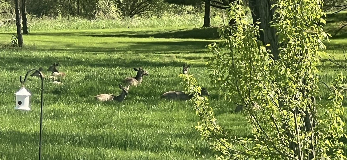 rick_forPA10's tweet photo. Happy Earth Day 2024!
While we are working our butts off to WIN an election, Mother Nature remains (appropriately) blissfully unaware!!
Of course, all those deer could be saying, “Folks, get with the program NOW and stop screwing up OUR planet. NOW!"
Notably, these deer ARE demonstrating a basic survival strategy --- which one might recognize as a classic defensive perimeter, with everyone (almost) facing outward.
Perhaps it's time for all of us to look outward beyond our own backyard.
And take action accordingly!
Sign me up! You?
Gracias,
Rick