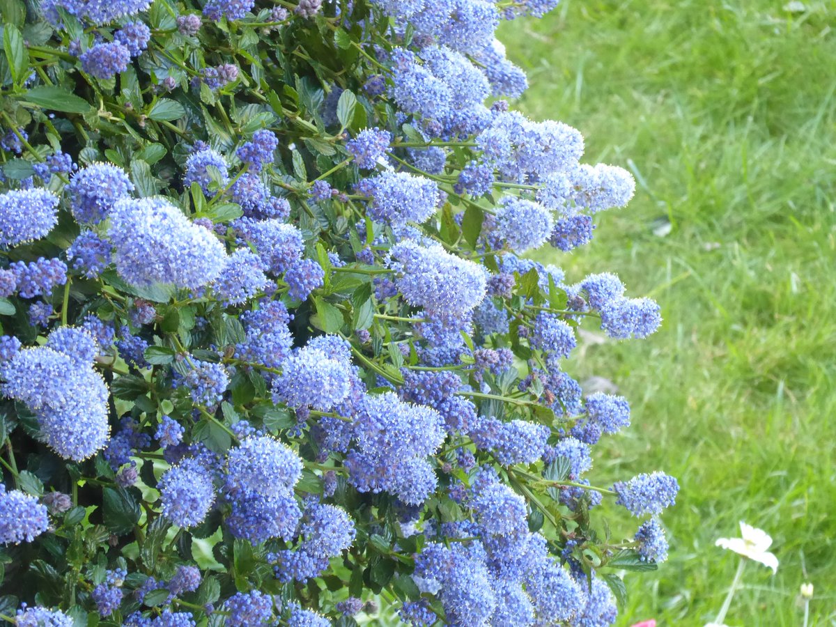 The Ceanothus has gone full on pom-pom #GardensHour