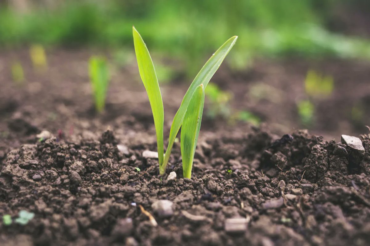 🌍🌾 Climate change threatens smallholder farmers. "Bima Bolt" by @Etherisc &amp; @AcreAfrica on Celo blockchain offers faster payouts (97% quicker), increased coverage (27%), and 80% lower costs. Empowering Kenyan farmers for resilience. $DIP #DecentralizedInsurance $LINK