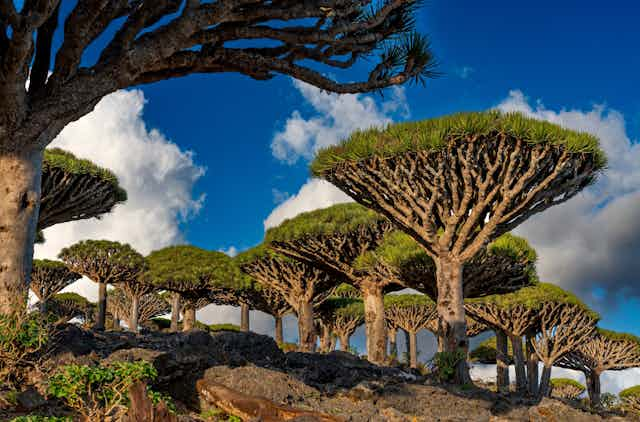 HOY ES EL DIA MUNDIAL DE LA TIERRA Todos los días debieran serlo. Algunas vistas de nuestro mundo. Un🧵👇🏼 Islas Socotra, Yemen.