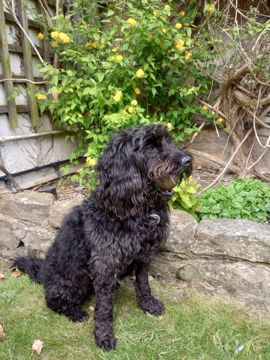 Since people liked the picture of Mopsa, here's another character from Village Farm... meet Tiana, Sam the gardener's helper! #dogfriendlycottages #northumberland