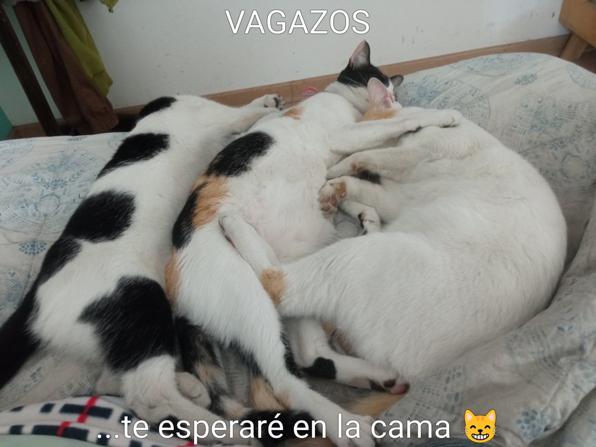 AdrianzenEduard's tweet photo. Colaboremos todos con el LM "VAGUITO" 😁
Donen s/. 2 (dos nomás) a los albergues que ayudan a mascotas abandonadas, si le ponen like a estos VAGAZOS 😸
Llevaré la cuenta🧐
(Yo ya dono a varios, por siaca 😁)
Que la gente con mascotas felices siempre ayude a los no afortunados 😿 https://t.co/dIjuqmXrEA