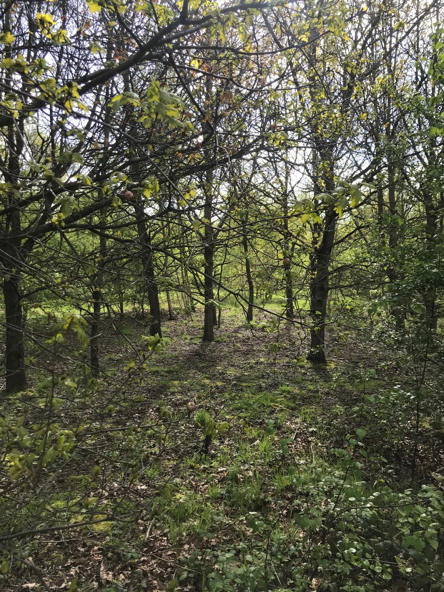 Save Rose Hill Bessacarr🍃💚🍃 #NatureInMyBackyard (@save_rose_hill) on Twitter photo More #greenwashing from <a href="/MyDoncaster/">City of Doncaster Council</a> boasting about being a “Tree City” whilst selling off public land at Rose Hill to a developer and letting them chop down 1,100 grown trees & woodland (see pics below). The hypocrisy is breathtaking. <a href="/MayorRos/">Ros Jones - Mayor of Doncaster</a> <a href="/Ed_Miliband/">Ed Miliband</a> #ClimateEmergency More #greenwashing from <a href="/MyDoncaster/">City of Doncaster Council</a> boasting about being a “Tree City” whilst selling off public land at Rose Hill to a developer and letting them chop down 1,100 grown trees & woodland (see pics below). The hypocrisy is breathtaking. <a href="/MayorRos/">Ros Jones - Mayor of Doncaster</a> <a href="/Ed_Miliband/">Ed Miliband</a> #ClimateEmergency