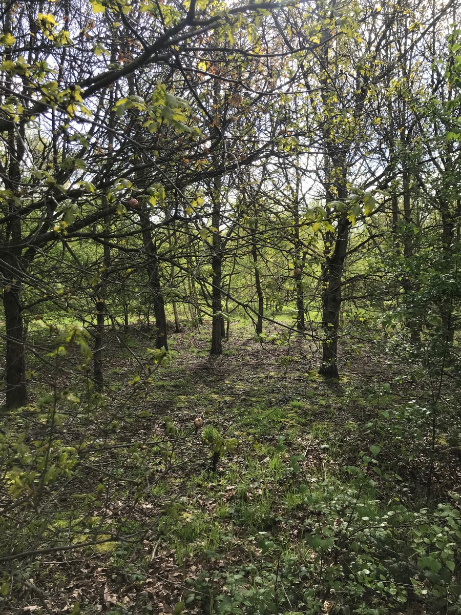 More #greenwashing from @MyDoncaster boasting about being a “Tree City” whilst selling off public land at Rose Hill to a developer and letting them chop down 1,100 grown trees & woodland (see pics below). The hypocrisy is breathtaking. @MayorRos @Ed_Miliband #ClimateEmergency