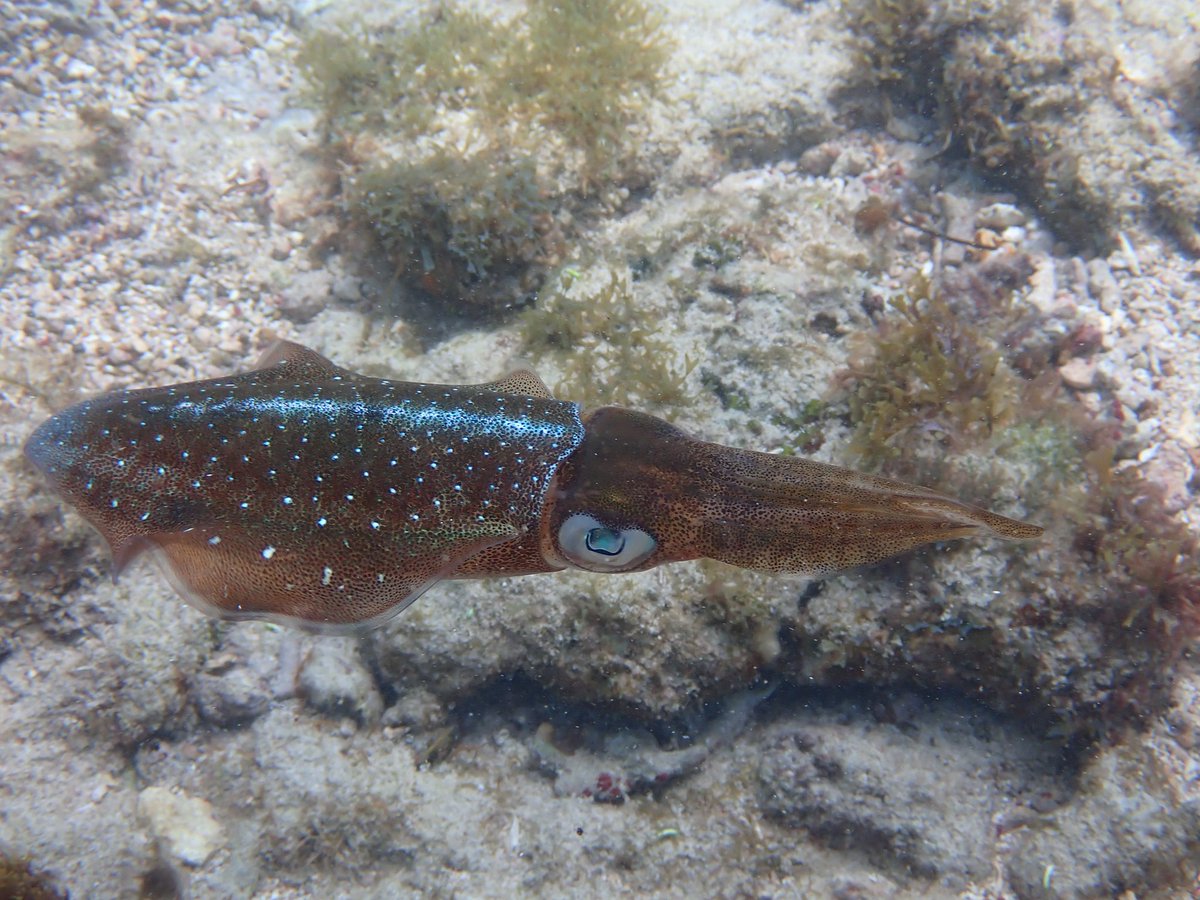 #CaribbeanReefSquid #cephalopod #squid #reproduction #Caribbeancoralreefs #MarineEcology #marineecology268 #UnderwaterLife #OceanExploration #MarineBiology #OceanConservation #WildlifePhotography #NatureLovers #ExploreNature #OceanAdventures #SeaCreatures #DiveLife