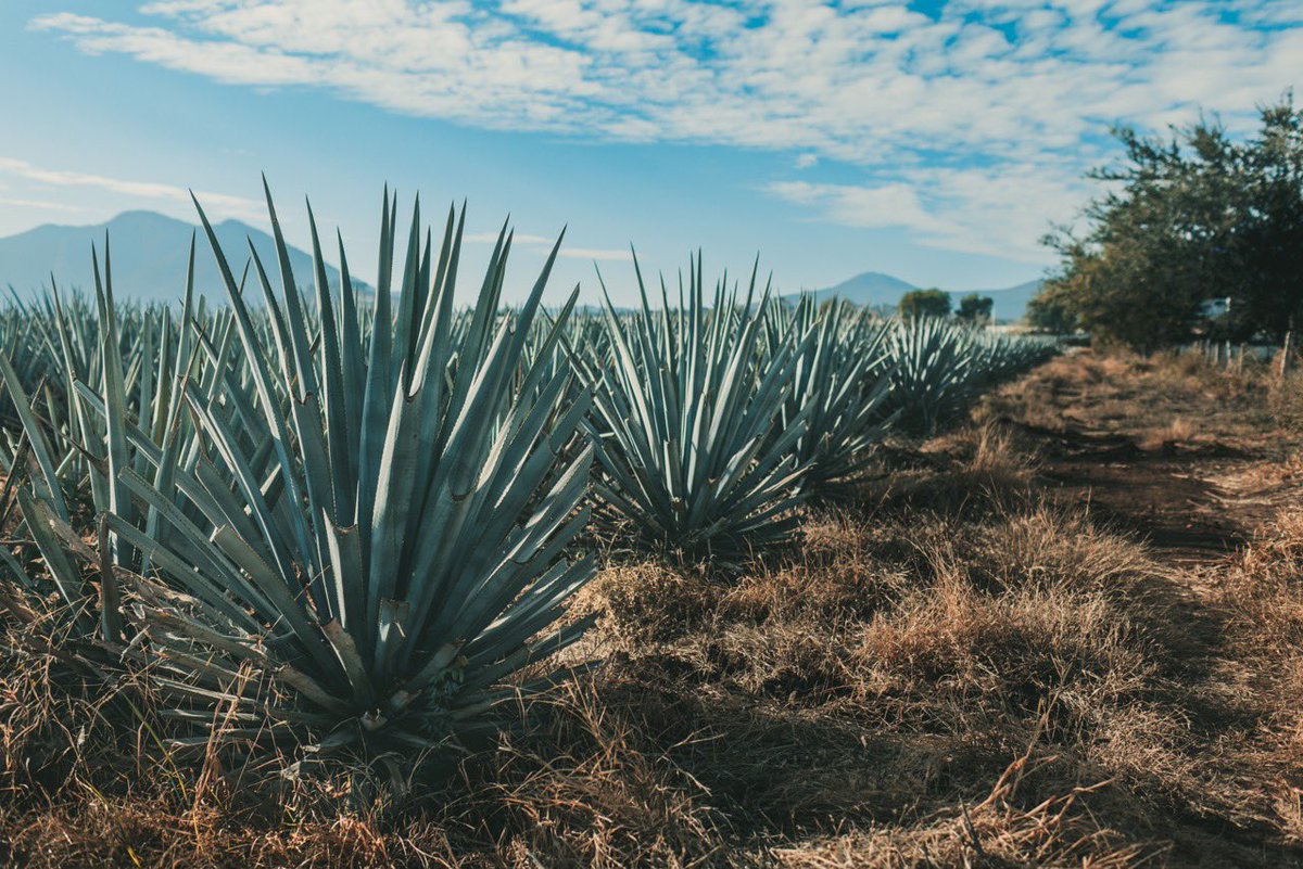 This #EarthDay, join us in reflecting on our connection to the land. 🌎 Our single estate, hand-raised blue agave is cultivated using sustainable family farming practices resulting in a pure expression of the terroir - the soil, water, sun, and shade. 🌱