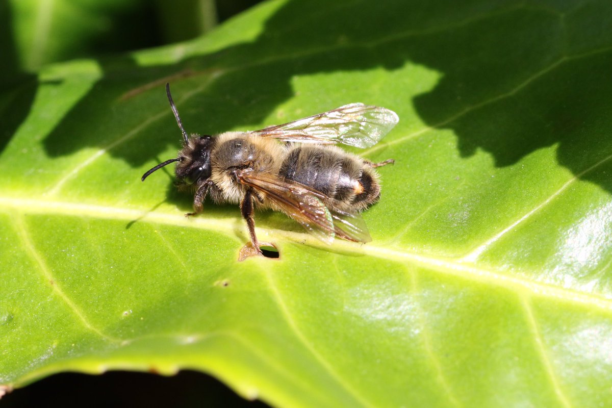 My 2nd stylopised Andrena scotica bee of the year, seen 17/04/24 Tamworth @SolitaryBeeWeek @StaffsWildlife @StaffsEcology #bee #solitarybee #stylops #parasite