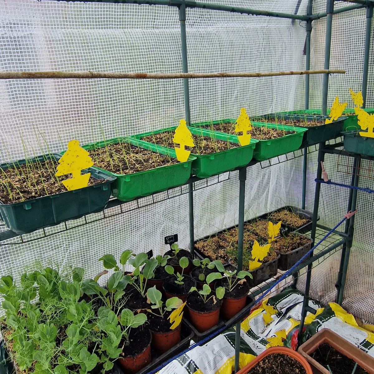 Lots of seedlings and plants coming along,  some ahead, some behind. Just need a few warmer days! #gardenshour