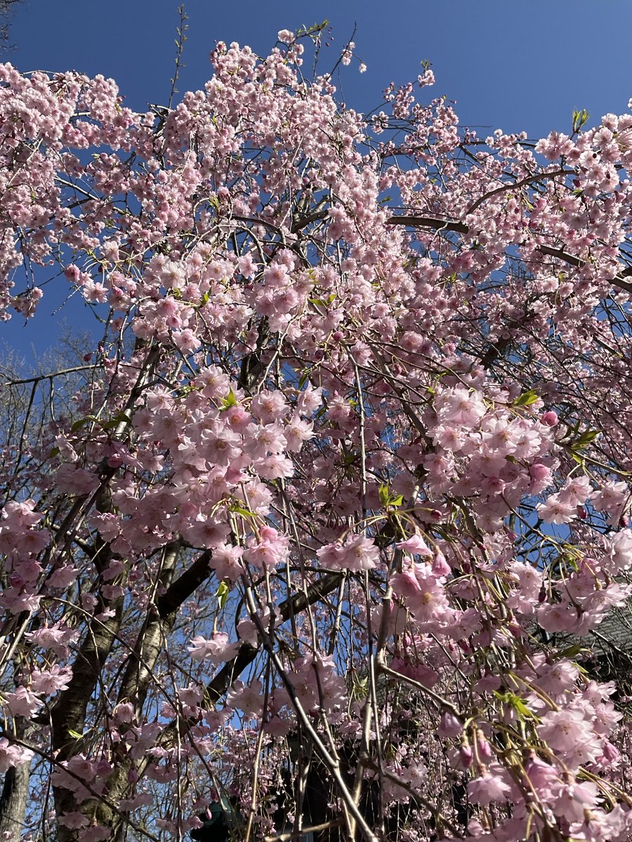 JoSchneller's tweet photo. Every year my backyard blows my mind https://t.co/uxz5dp8ixF