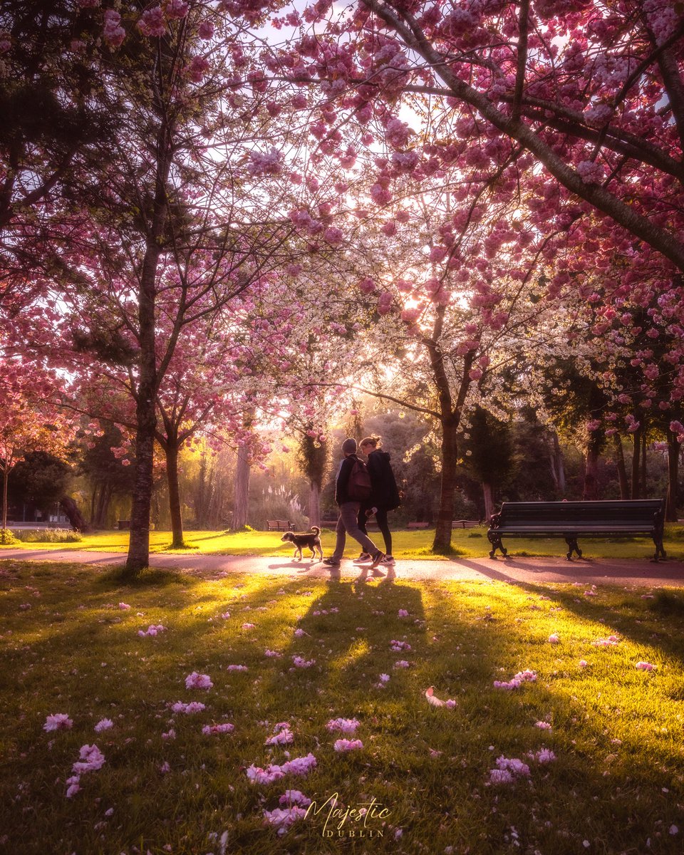 How beautiful are the Cherry blossoms at Herbert Park #cherryblossoms #Dublin #lovedublin #visitdublin #98fm @98FM @discoverirl @VisitDublin @IrelandAMVMTV