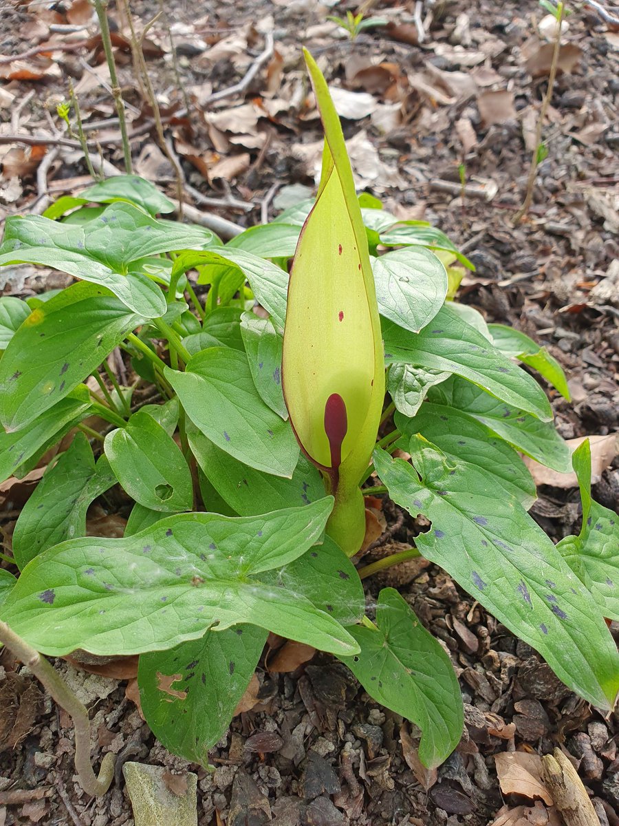 Gefleckter Aronstab (Arum maculatum) - Eine spannende Giftpflanze.  Mit Ihrem unangenehmen Geruch lockt sie Insekten an und sperrt diese am Grund der Blüte ein. Nur, um sie am nächsten Morgen mit Pollen zu bestäuben und wieder freizulassen.