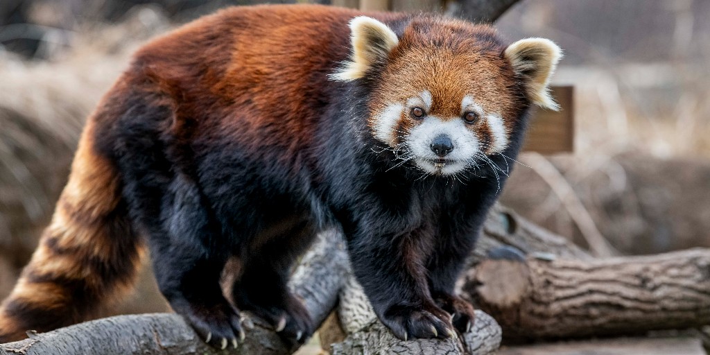 Let's protect and celebrate our beautiful planet - today and every day! 
Happy Earth Day 🌎💚

#redpanda #earthday #MKEZoo