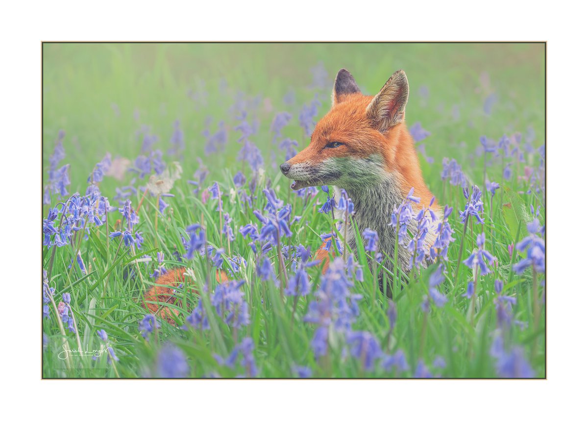 Immersion #Sharemondays2024 #fsprintmonday #FoxOfTheDay The culmination of a great @sheclicksnet #meetup on Saturday was in #sharing an #encounter with Inari 😊 Her hunting route takes her through several patches of #bluebells where she paused to examine us #nature #wildlife