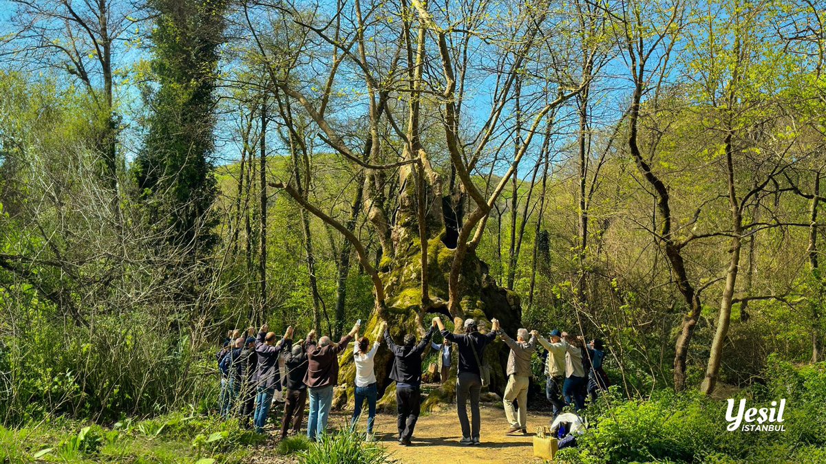 Belgrad Ormanı doğanın ve ataların en kıymetli mirasıdır. OBM’yi (@ogmistanbulobm) İBB’yi (@ibbyesilist) ve tüm Belgrad Ormanı çevresindeki ilçe belediyelerini son nefesimizi kurtarmak için bir araya gelmeye ve harekete geçmeye çağırıyoruz. Birlikte daha güçlü koruyalım✊🦊