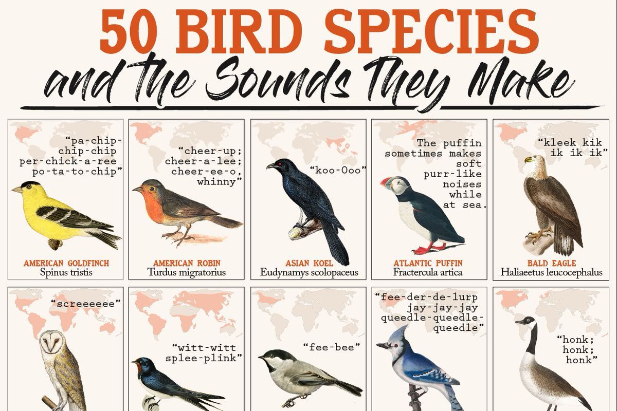 It's #EarthDay - so let's take a moment to enjoy a little sample of its beauty! Here are 50 bird species from around the world that you can LISTEN to! Simply click the bird to hear their call. 🐦 💚 buff.ly/2UvaFoz