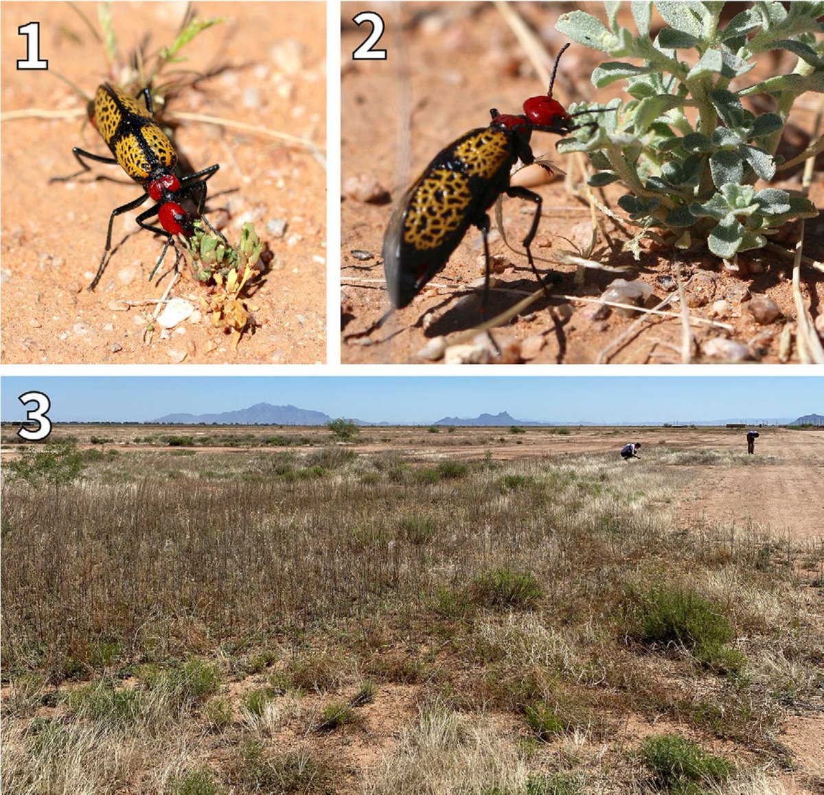 #LiteratureNotice Wright et al. Notes on adult feeding and behavior of Tegrodera aloga Skinner, 1903 (#Coleoptera: #Meloidae). doi.org/10.3956/2022-9… #Beetle #Beetles #BlisterBeetles #Ecology