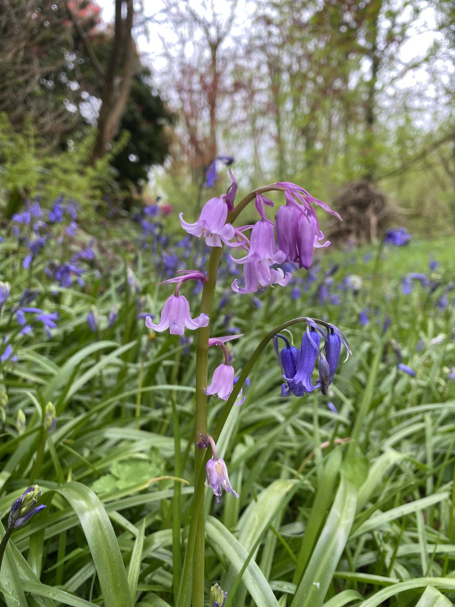 WelshRainforest's tweet photo. Pink amongst the purple 
#EarthDay2024 #welshrainforest #rainforest #wildlife #Bluebells @LostRainforests https://t.co/euAXvrlxZL