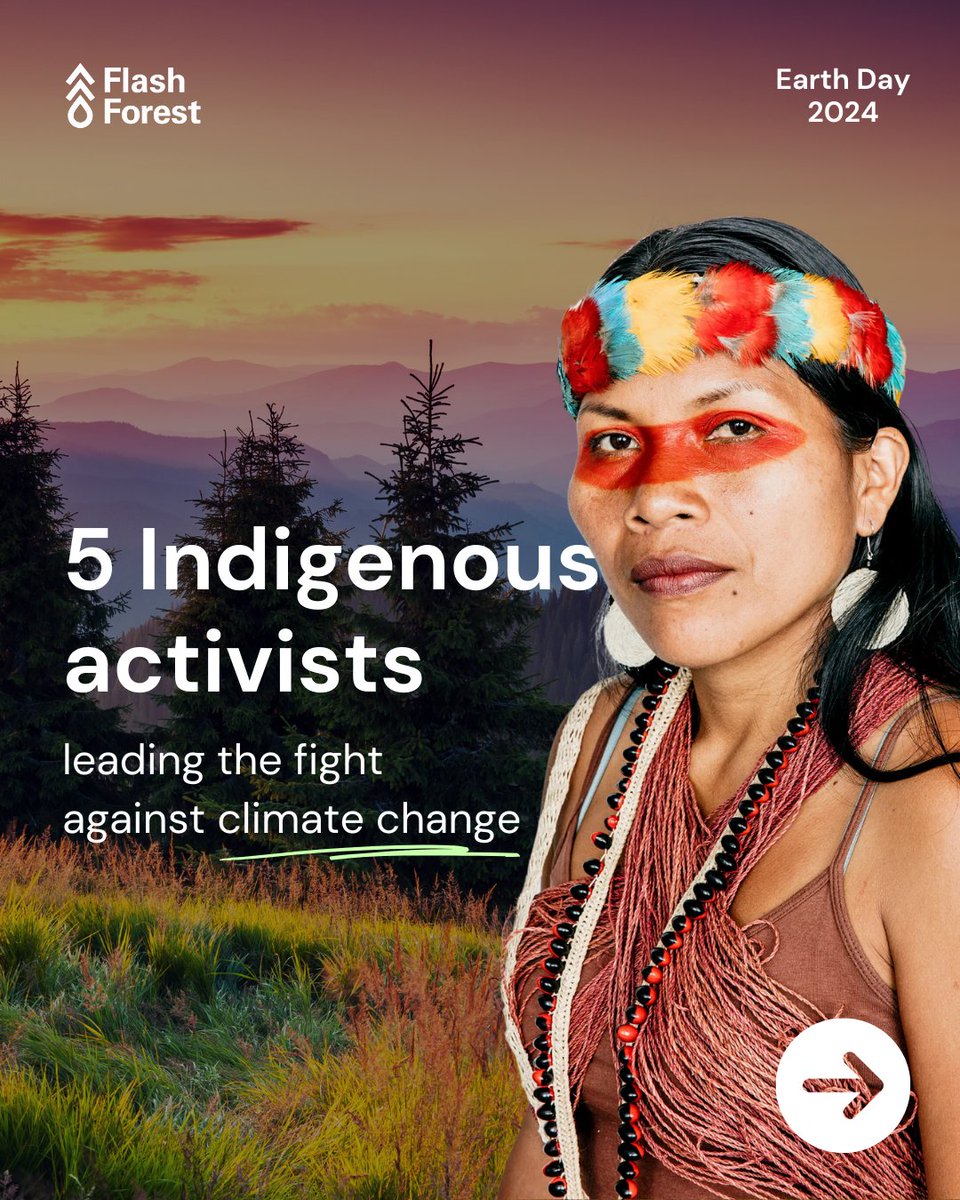 Flash Forest tweet media