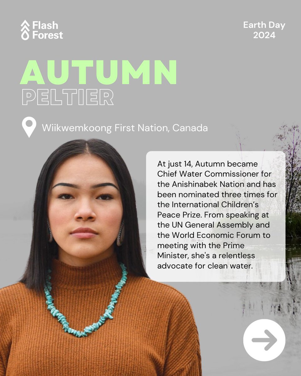 Flash Forest tweet media