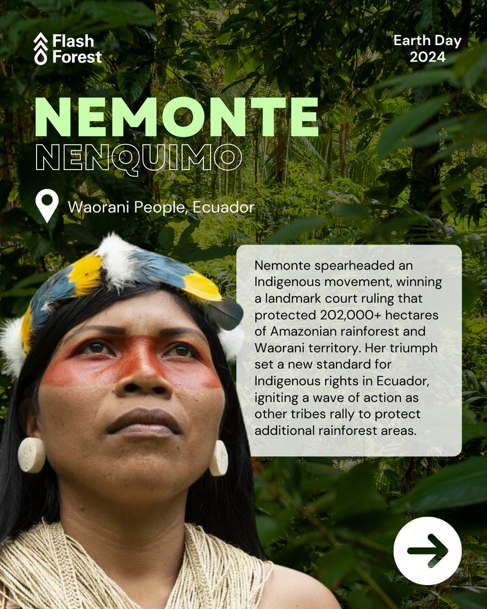 Flash Forest tweet media