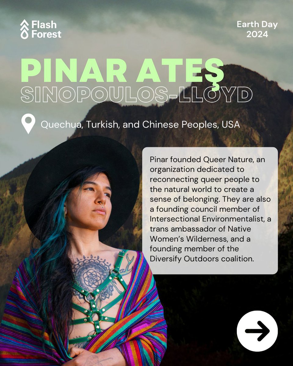 Flash Forest tweet media