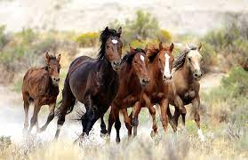 Wild horses - the great #American icon - are the last thing standing between us and #publiclands.  #EarthDay @minotauresse #MustangMonday 
rarebirdbooks.bandcamp.com/track/introduc…