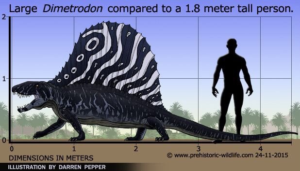 i was gonna make a thread about how i can beat a dimetrodon in a fight but that thing is so much bigger than i thought it would be
look at this shit
dude would destroy me