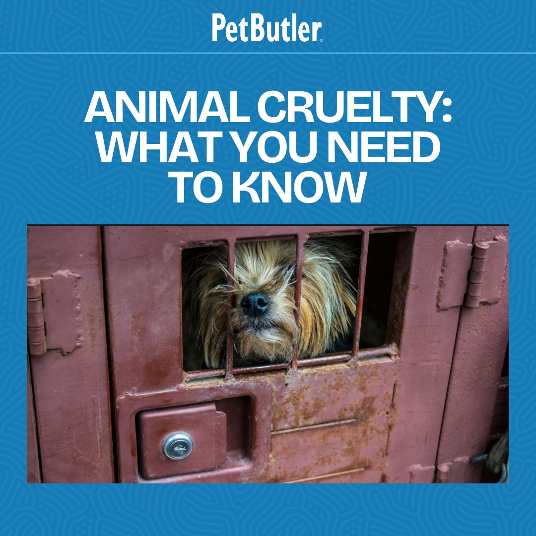 PetButler's tweet image. Dig deeper into the fight against animal cruelty with our latest blog post. Awareness is just step one; learn how we can all make a real difference. 🐾 Read more: bit.ly/3VGoMIW #StopAnimalCruelty