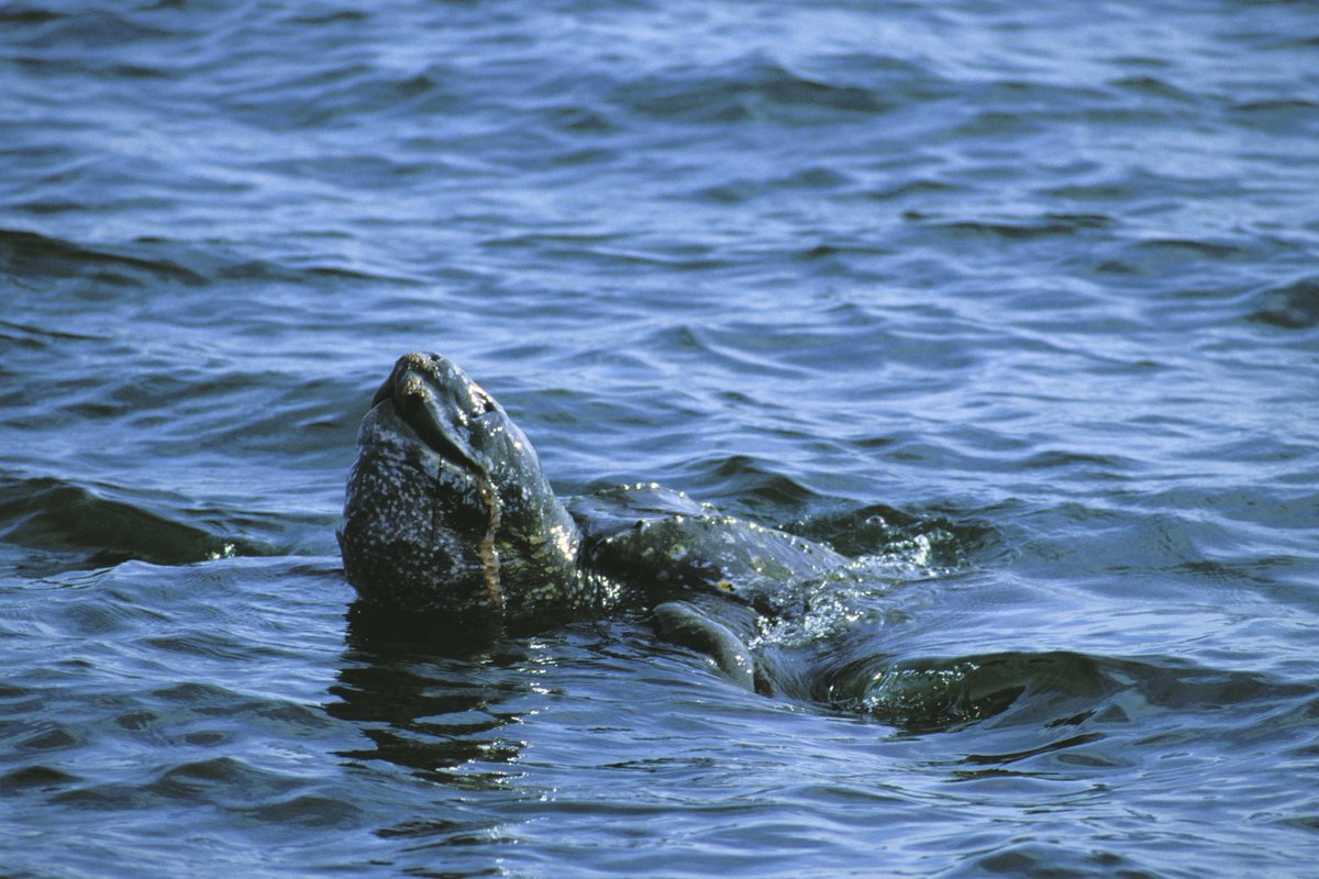 #ICYMI Single-use wet wipes containing plastic are to be banned across the UK! This ban will benefit many different Scottish species, including the Leatherback Turtle, #NatureChampioned by @BrianWhittle, who can mistakenly eat them thinking that they are food. 🐢 📸 @mcsuk