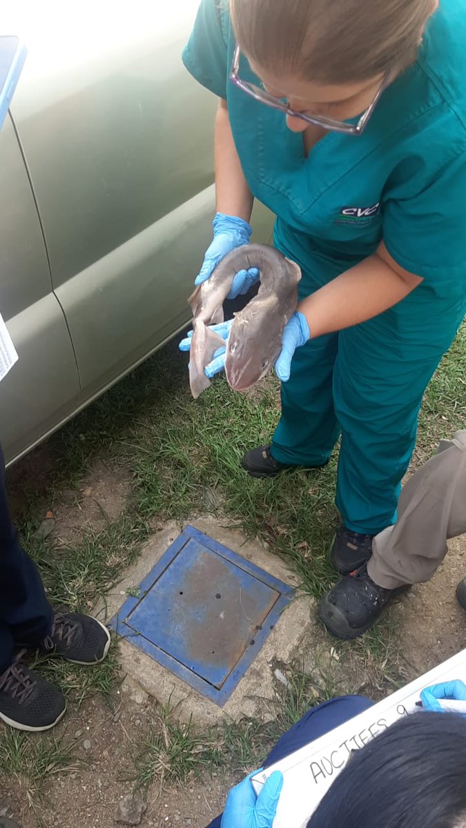 “Absténganse del tráfico de fauna por el aeropuerto Alfonso Bonilla Aragón: director de la CVC” 🚫 Más detalles en ► cvc.gov.co/boletin-prensa… Tiburón juvenil, tollo, raya, cangrejo, guagua y conchas son las especies más decomisadas. El tráfico de especies de la vida silvestre