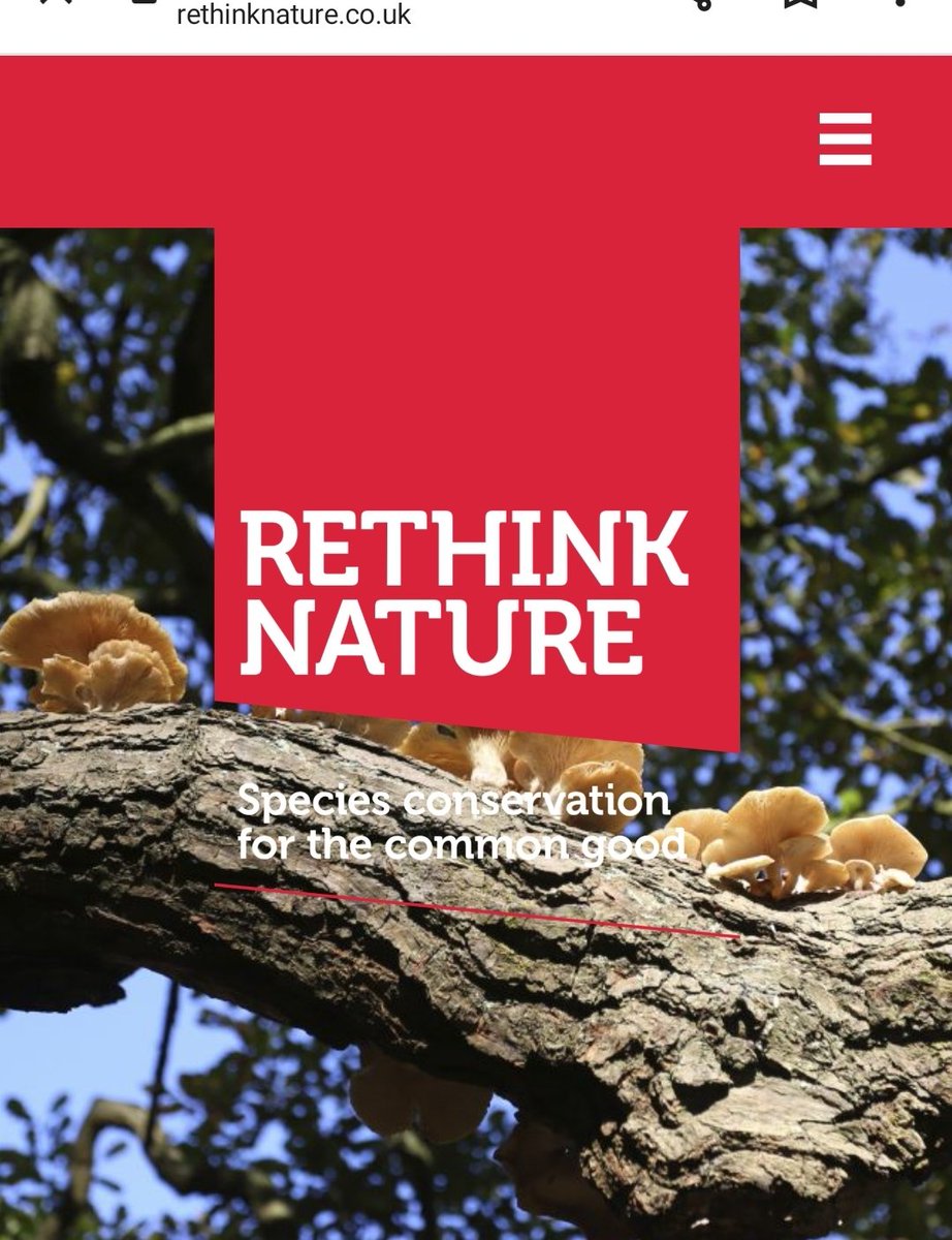 NI Bat Group tweet media