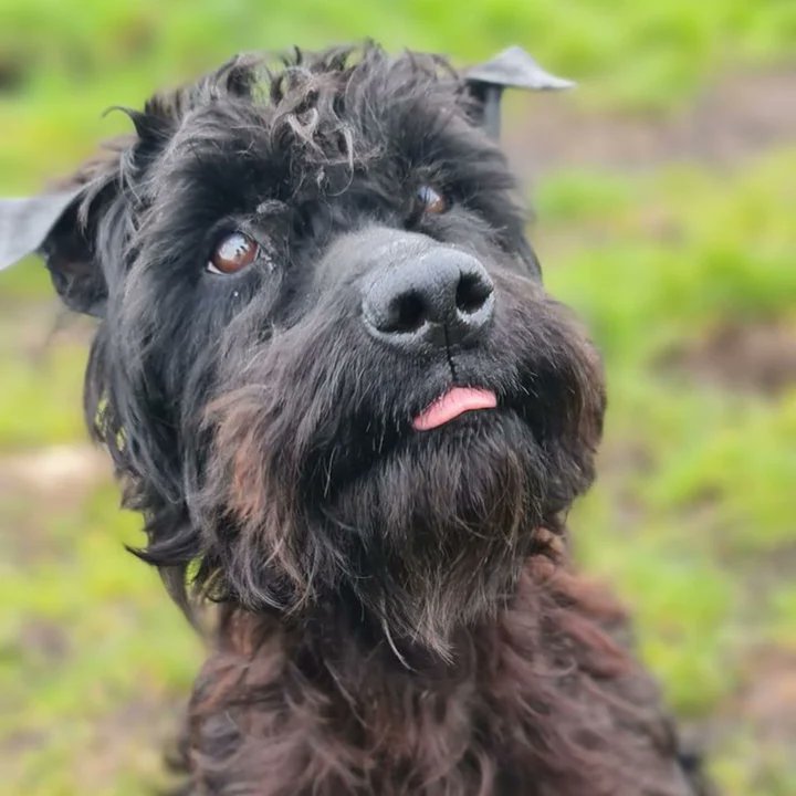 💕 Isn't Hayley beautiful? 💕 Poor thing was so terrified at first, but she's been so brave, and is a friendly, happy #dog 🥰 Only 4yrs old a mini Kerry Blue Terrier, she needs a loving home that will give her lots of TLC ❤️ madra.ie/dog-profiles #AdoptDontShop #Galway