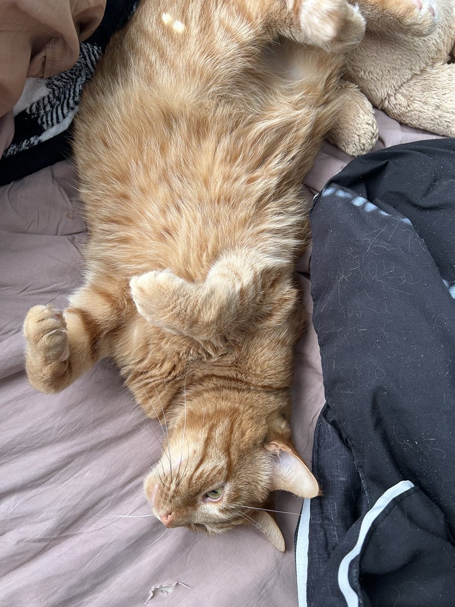 zukodacat's tweet photo. Ol boy https://t.co/Mvq8KLBiEG