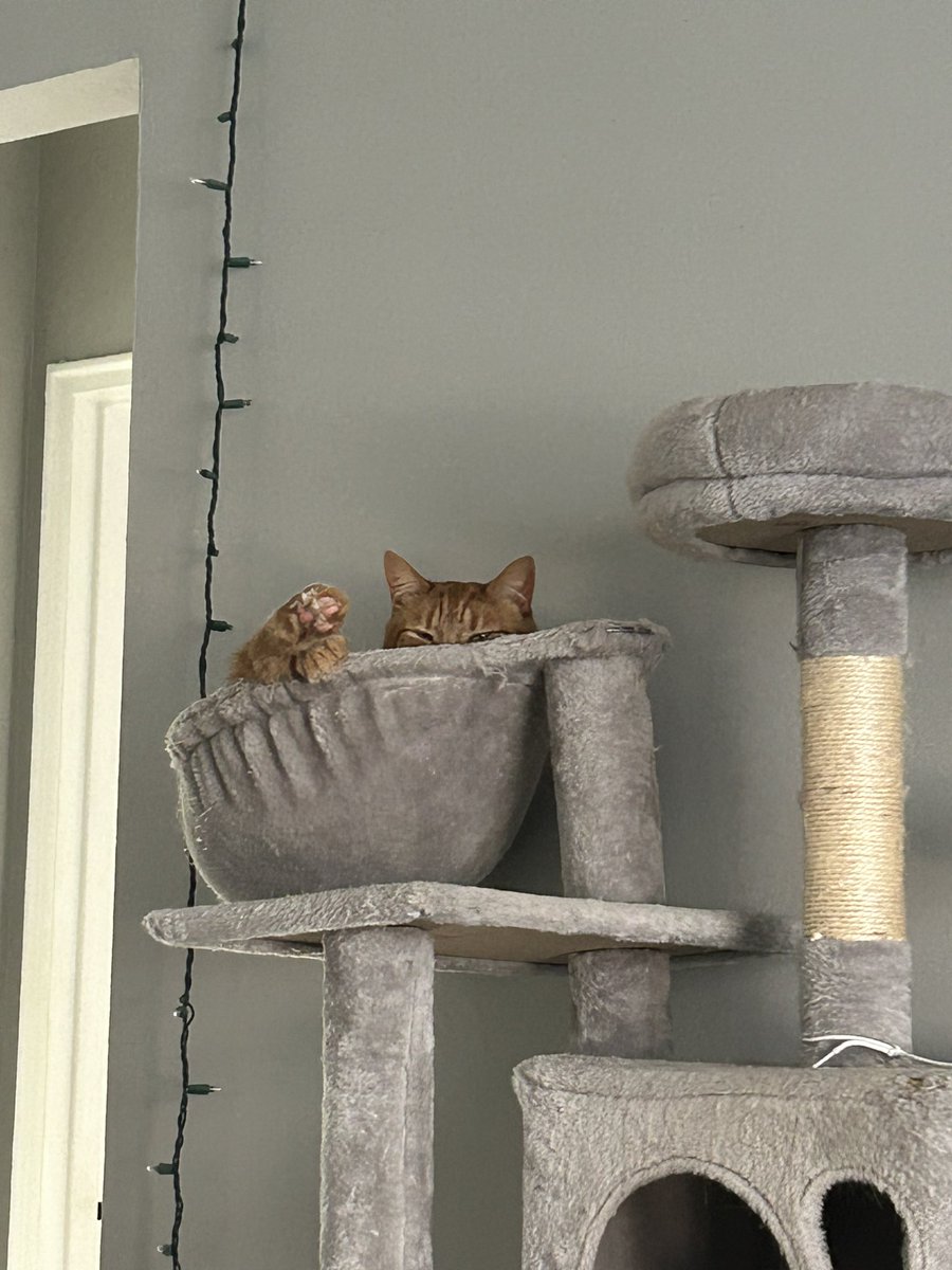 zukodacat's tweet photo. Ol boy https://t.co/Mvq8KLBiEG