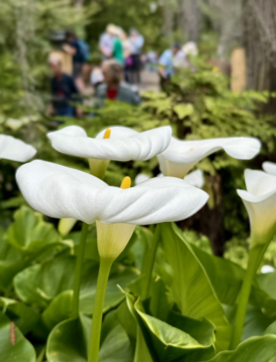 Our @VikingCruises included excursion this morning was up and over the mountains/volcanoes to Porta de la Cruz, a beautiful little holiday town with a wonderful botanical garden #myvikingstory #worldcruise #cruisinwithclay