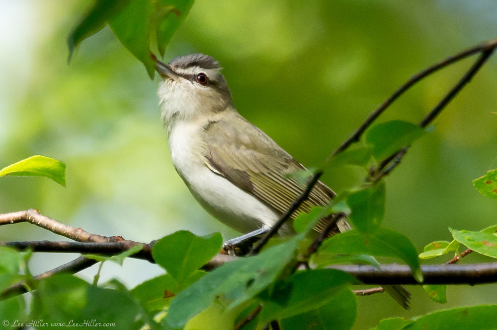 Red-eyed Vireo
#HikeOurPlanet #FindYourPath #trails #outdoors  #publiclands #hiking #trailslife #nature #photography #naturelovers #adventure #birds #birder #birding #birdwatching #birdphotography #BirdsOfTwitter