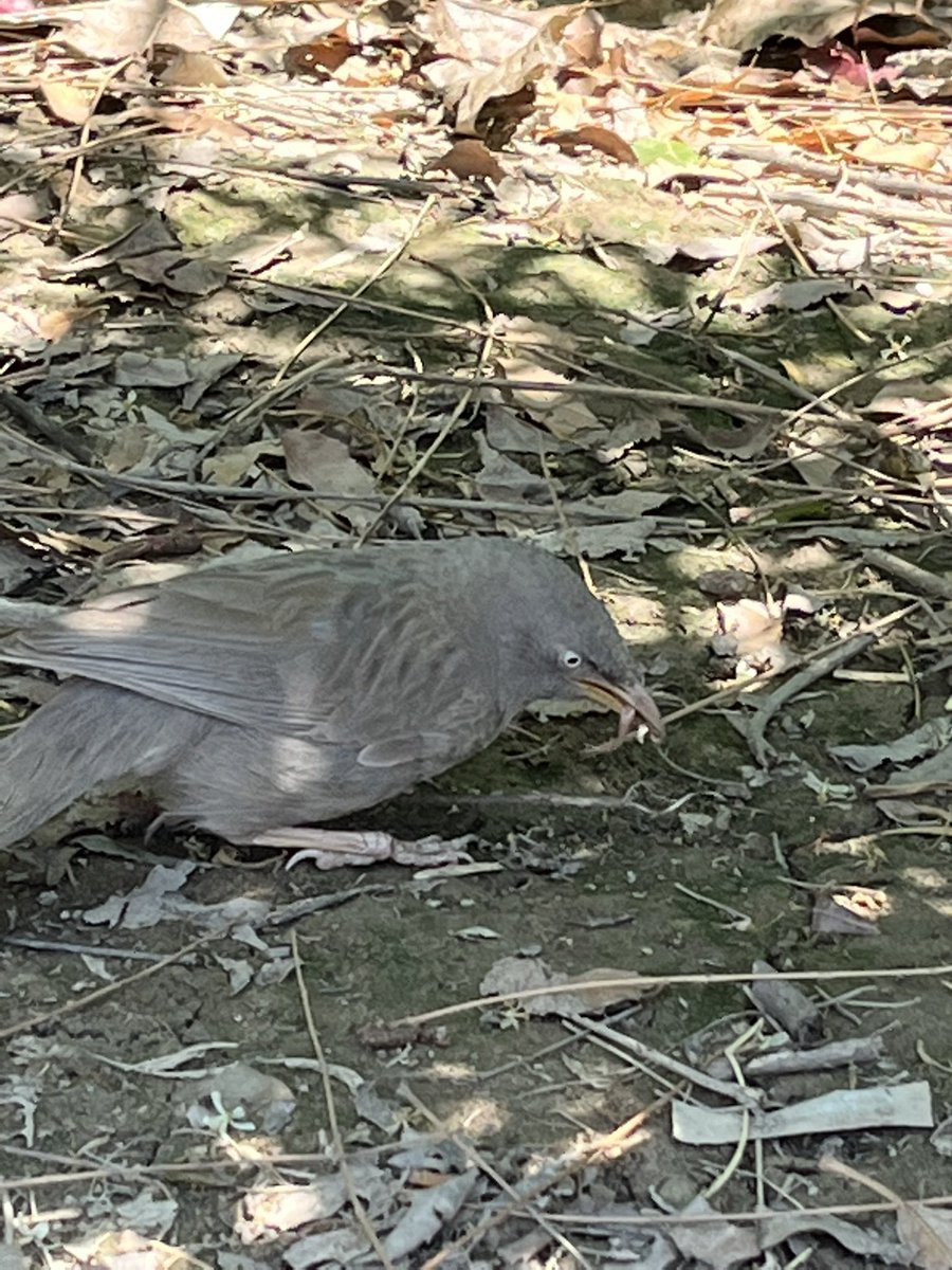 srrbrrr's tweet photo. i forgot birds ate worms and was so fascinated but then mujhe yaad aaya early bird ko milta hai https://t.co/yHitxeLHjh