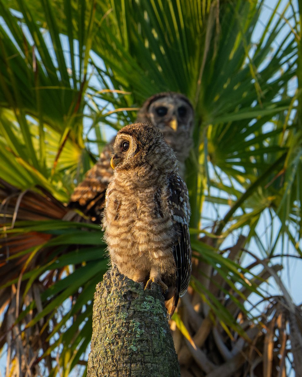 Siblings hanging out together...
Barred Owlets
#photography #NaturePhotography #wildlifephotography #thelittlethings