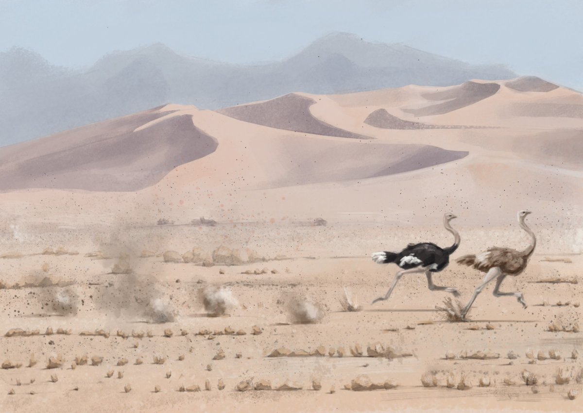 For the illustrated novel I had to draw several desert scenes - I love desert landscapes! #ostrich #desert #art #wildlife #illustration