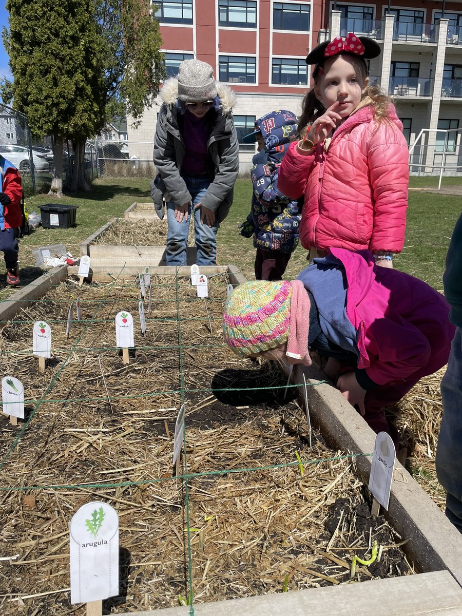 We could not think of a better way to spend #ocsbEarth Day than with Jessie from @GUOottawa. Kinders collaborated with juniors to plan & build our gardens. Today was the big day of planting the rest of the seeds around the garlic! @ocsbEco #ocsbOutdoors @ocsbDL #EarthDay2024