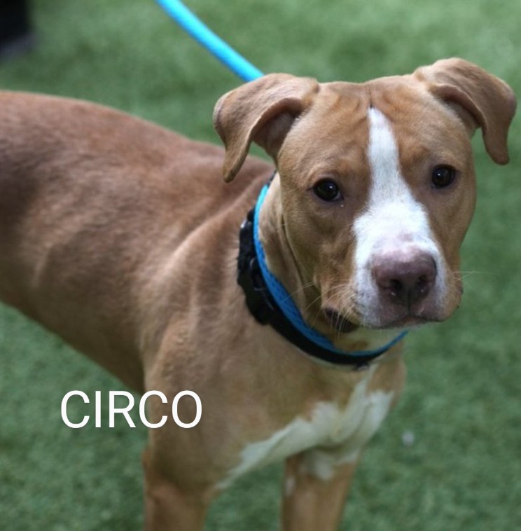 CIRCO💙   182611
#NYCACC
He was all ready to leave the shelter & his reservation fell through😔
1 yr old, sweet, affectionate & shy🤗
He loves snuggles & being petted💞
Enjoys walks🦮 & going to the play yard🌳
Back on KILL LIST😢
PLEASE FOSTER/ADOPT #PLEDGE #SHARE 🆘🙏🙏💉💉😔🆘