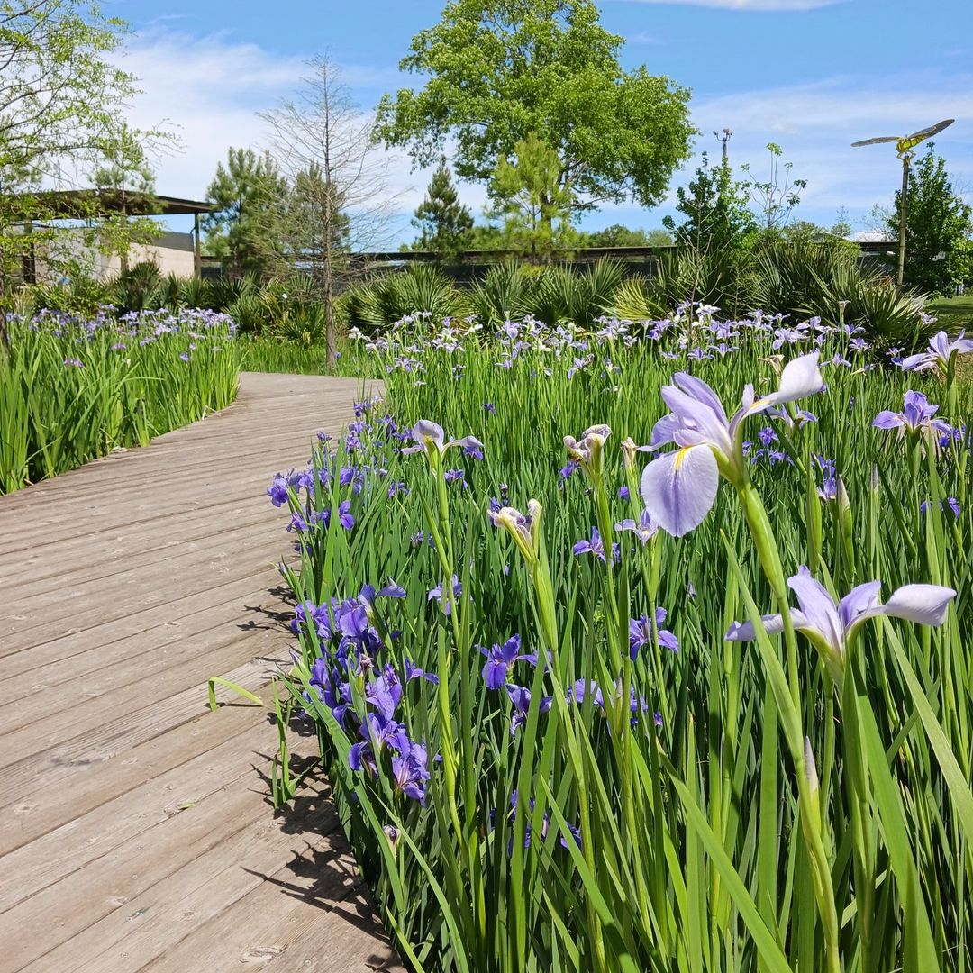 Celebramos este Día de la Tierra desde el nuestro jardín botánico. 🌍💚 ¿Ya lo conoces? 📍Houston Botanic Garden 📸: houstonbotanic