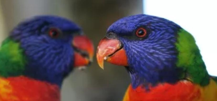 Mystery as hundreds of paralyzeď parrots drop from the sky in Australia. The falling rainbow lorikeets that were taken to a wildlife facility were diagnosed with a mysterious condition known as lorikeet paralysis syndrome, the cause of which is unknown. newsweek.com/paralyzed-para…