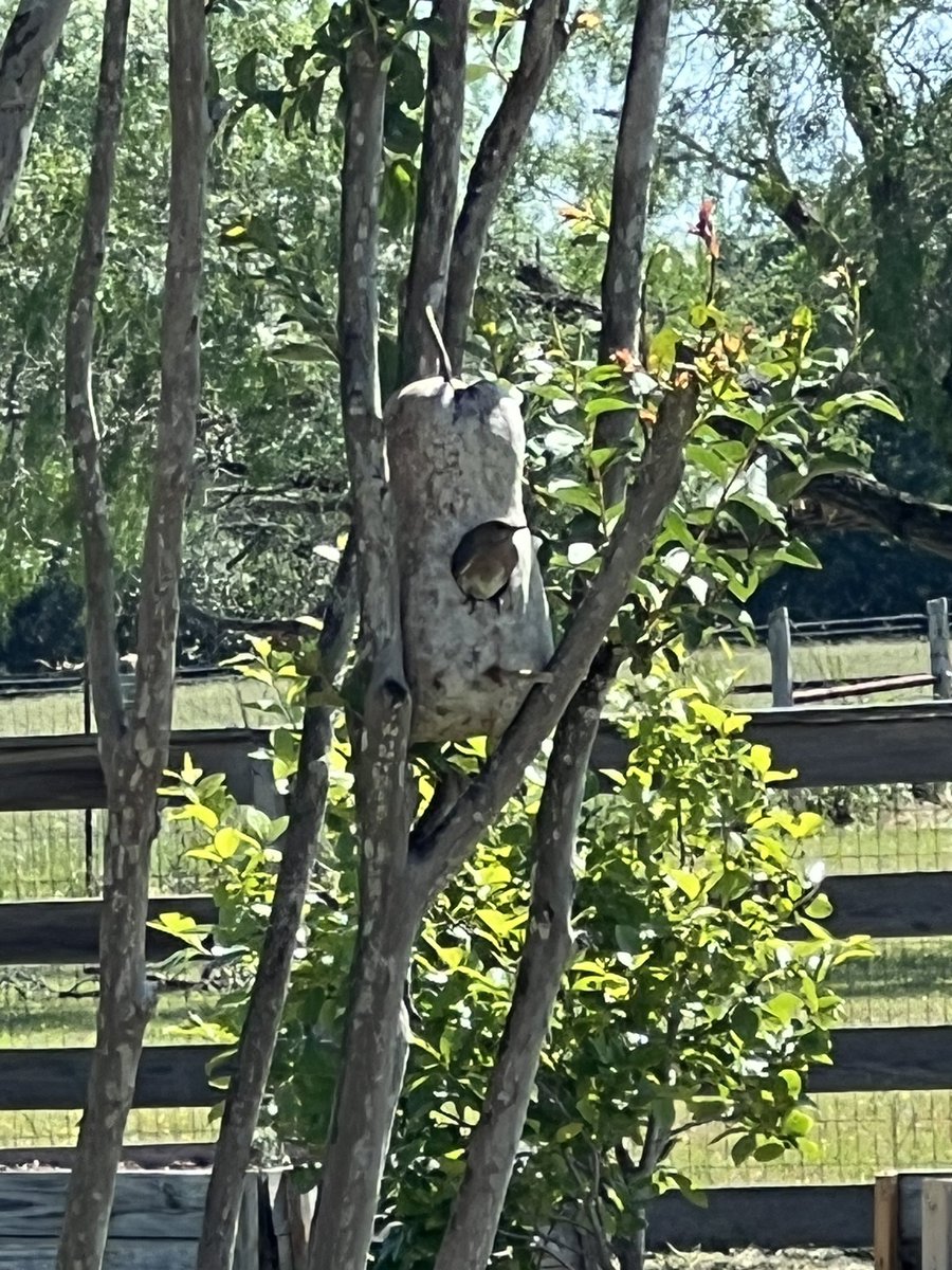 AdanDeeb's tweet photo. Eastern bluebird has made a nest in this dried gourd!! https://t.co/Fj8rlmM1fE