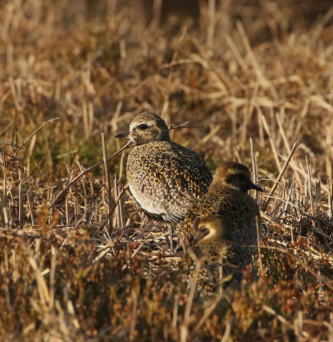 57 Goldies in the golden hour, Long Mynd, yesterday @BTO_Shropshire @sosbirding @soscountyrec