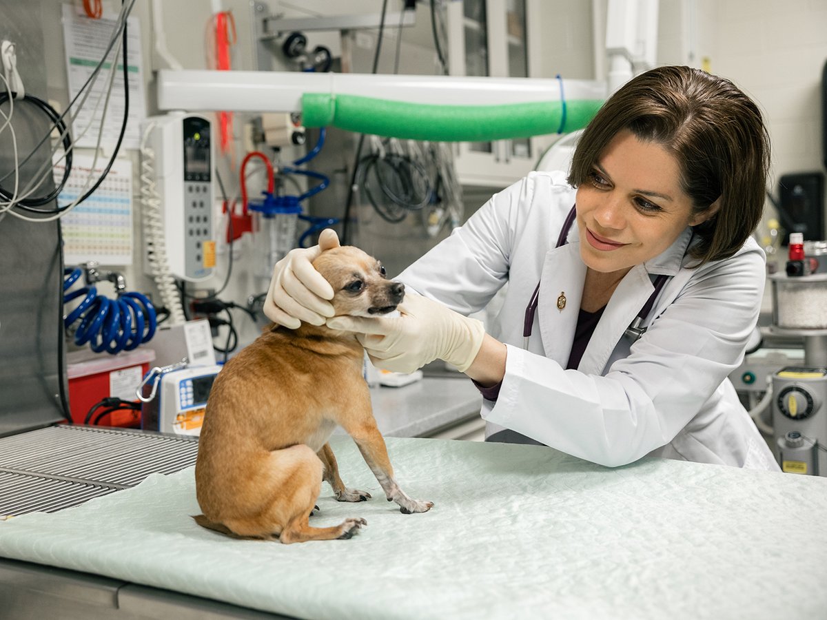 As the Texas A&M Small Animal Teaching Hospital’s newest veterinary dentist, Dr. Adriana Regalado is advancing veterinary dental techniques while educating Aggie veterinary students on the importance of caring for patients’ teeth.
#TAMUVetMed
Read more: vetmed.tamu.edu/news/press-rel…